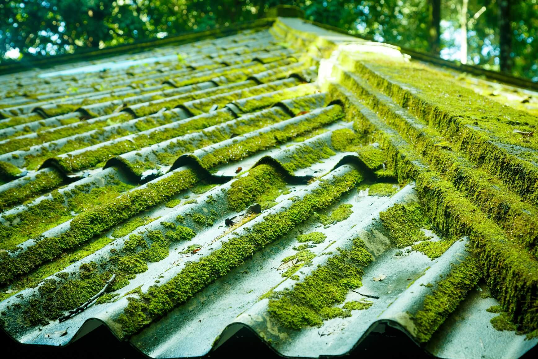 what to do with moss after cleaning roof